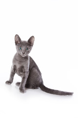 Russian blue kitten on white background
