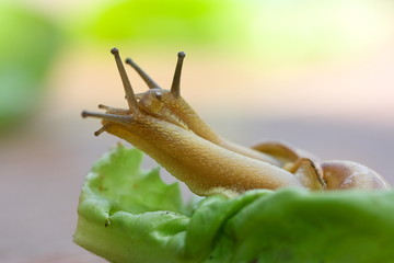 Snails [helix pomatia] crawling on lettuce leaf