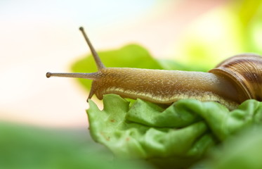 Snail [helix pomatia] crawling on lettuce leaf