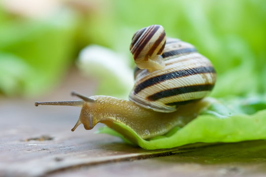 Snails [helix pomatia] crawling on lettuce leaf