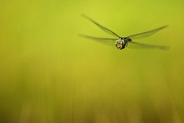 libellule anax