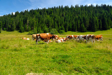 Some cows grazing in French Alps