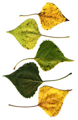 leaves