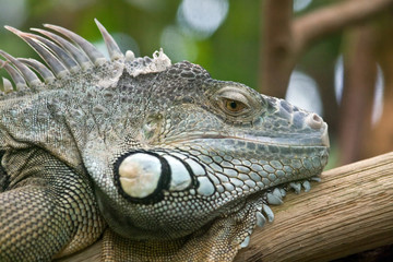 Iguana portrait (Zurich Zoo, Switzerland)