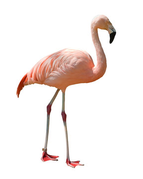 Red caribbean flamingo isolated on white background.