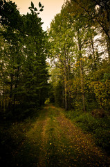 country road leading into the forest