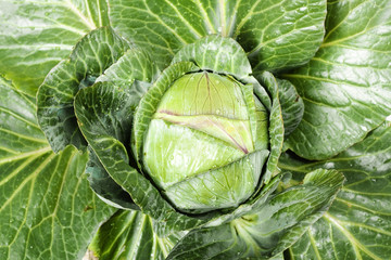 Obraz premium cabbage