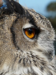 GRAND DUC
