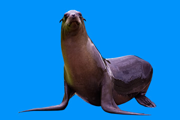 Fototapeta premium A female sea lion isolated on blue