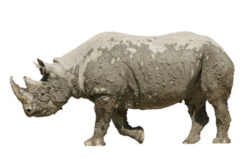 Fototapeta premium Isolated muddy rhinoceros on white background.