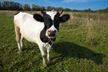 Nice cow on a meadow