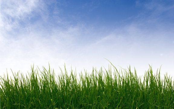 green grass against clear sky background