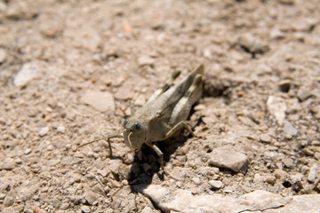 Brown grasshopper is sitting on the ground