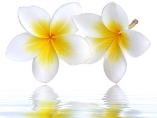 Naklejka premium frangipanier