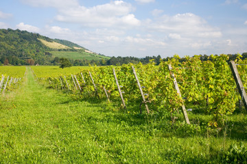 Fototapeta na wymiar Vines in a vineyard