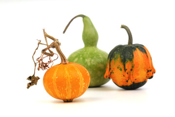 Three decorative pumpkins - green, yellow and orange