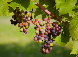 Ripening grapes in a vineyard