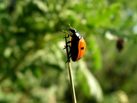 ladybug. Close-up