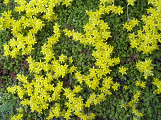 Fototapeta premium flore sauvage des Pyrénées