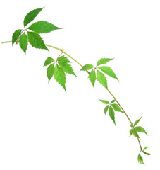 The green grape leaf on white background