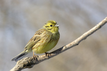 Fototapeta premium Yellowhammer
