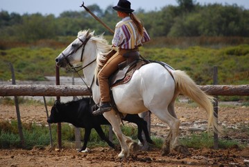 Gardianne de profil, Camargue, Bouches-du-Rhône, Gard, Occitanie, France © Bernard GIRARDIN