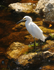 Snowy egret ( egretta thula) in the Florida Everglades