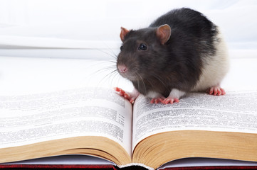 rat on book