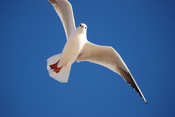 liberte et glisse