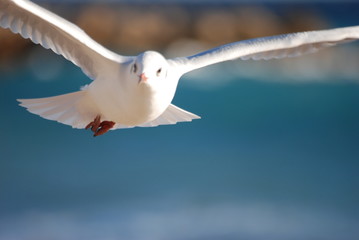 liberte