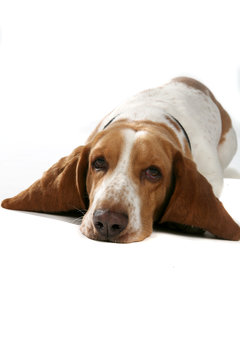 basset hound dog with big ears and head on the floor