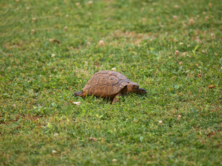 turtle crawling in grass
