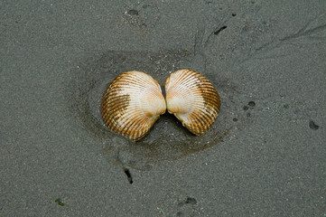 Clam shell on beach