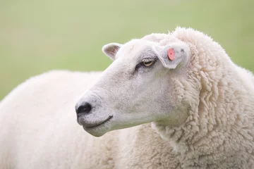 Foto op Plexiglas sheep closeup with clean blurred green background © Sascha Burkard