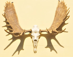 Mounted Moose Skull & Antlers