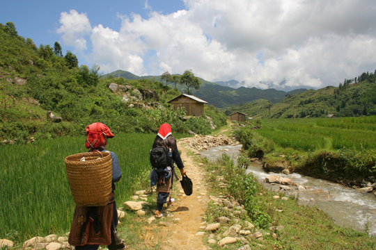Dans les rizi&egrave;res