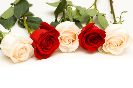 Many roses  isolated on the white background