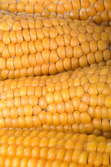 Dried corn knob close up background texture