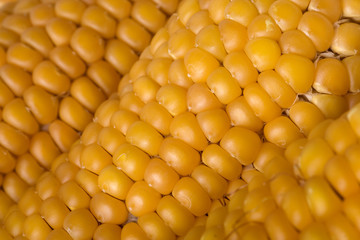 Dried corn knob texture close up background