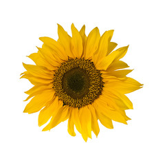 single blossom of sunflower isolated on white background