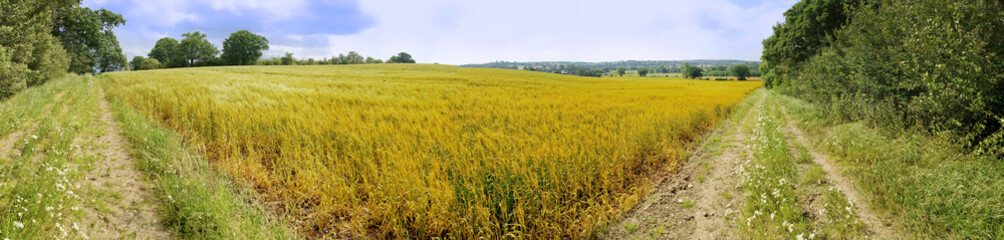 farmland  cornfield before harvesting of arable crops