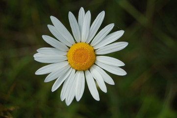 Obraz premium purete