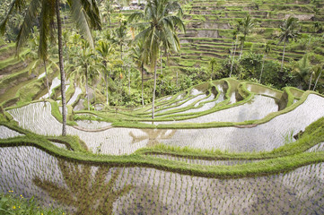 Bali ricefield