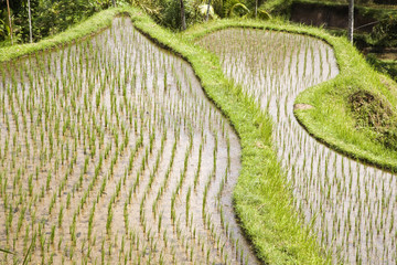 Bali ricefield