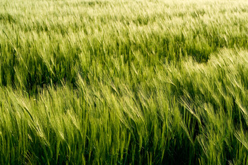 Beautiful wheat field detail
