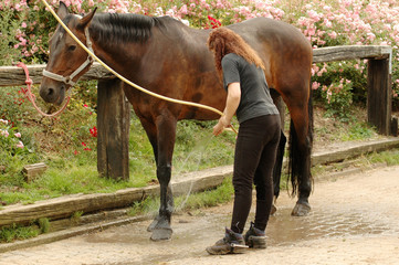 A woman washes the feet of horse.