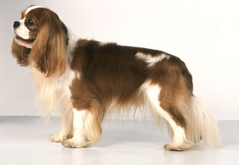 le cavalier king charles statique