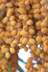 Dates on a palm tree