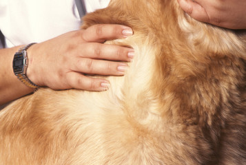 recherche de parasite sur un chien