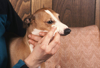 soin et entretien des yeux sur un chien